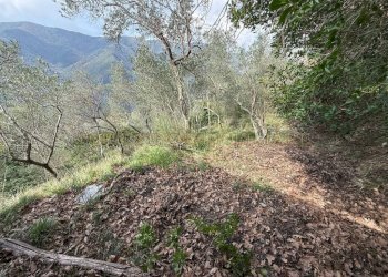 Terreno - Rustico TESTANA, Avegno - foto 11