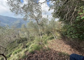 Terreno - Rustico TESTANA, Avegno - foto 14