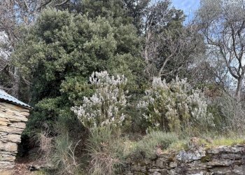 Terreno - Rustico TESTANA, Avegno - foto 20