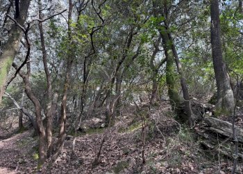 Terreno - Rustico TESTANA, Avegno - foto 22