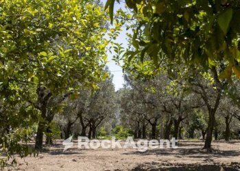 Terreno - Villa Località Zilleria, Gasperina - foto 7