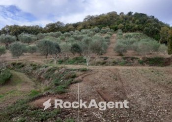 Terreno - Agricultural land contrada Mortella, Marcellinara - photo 3