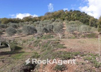 Terreno - Agricultural land contrada Mortella, Marcellinara - photo 4