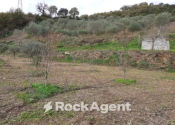 Terreno - Agricultural land contrada Mortella, Marcellinara - photo 6