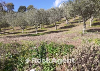 Terreno - Agricultural land contrada Mortella, Marcellinara - photo 7