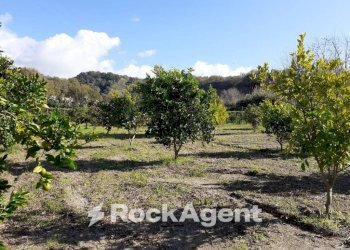 Terreno - Agricultural land contrada Mortella, Marcellinara - photo 11