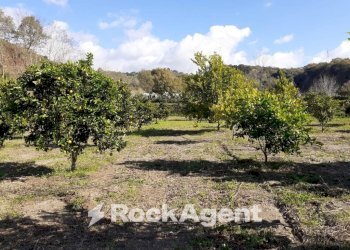 Terreno - Agricultural land contrada Mortella, Marcellinara - photo 13