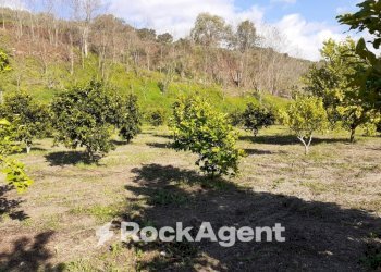 Terreno - Agricultural land contrada Mortella, Marcellinara - photo 14