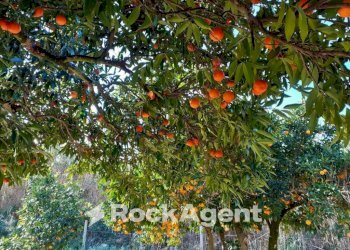 Giardino - Agricultural land contrada Mortella, Marcellinara - photo 15