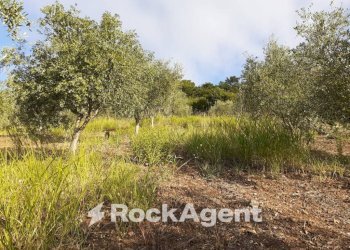Terreno - Agricultural land contrada Mortella, Marcellinara - photo 17