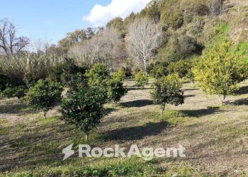 Terreno - Agricultural land contrada Mortella, Marcellinara - photo 18