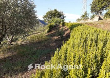 Terreno - Agricultural land contrada Mortella, Marcellinara - photo 19