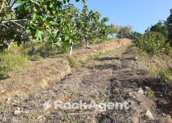 Terreno - Agricultural land contrada Mortella, Marcellinara - photo 21