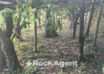 Terreno - Terreno agricolo via Torretta a Marmorata, Ravello - foto 22