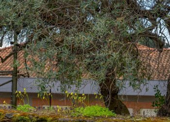 Giardino - Independent house via Vallone
 
33, Viagrande - photo 23