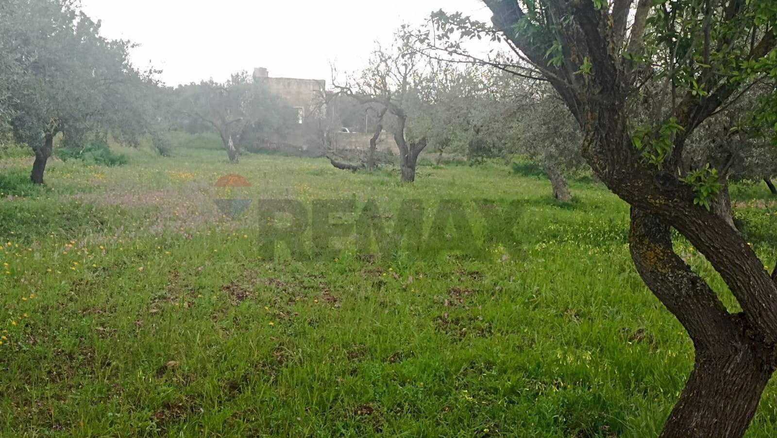 Giardino - Terreno agricolo c/da cirito, Chiaramonte Gulfi - foto 2