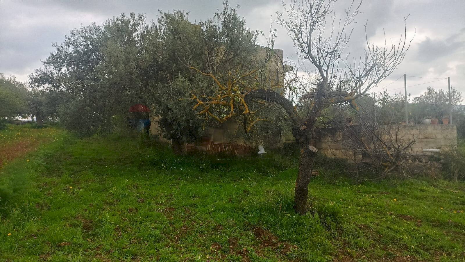 Giardino - Rustic c/da  cirito, Chiaramonte Gulfi - photo 3