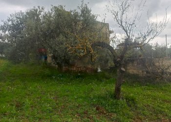 Giardino - Rustic c/da cirito, Chiaramonte Gulfi - photo 3