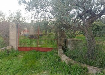 Giardino - Rustic c/da cirito, Chiaramonte Gulfi - photo 9