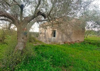 Giardino - Rustic c/da cirito, Chiaramonte Gulfi - photo 17