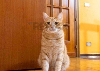 Dettagli - Semi-detached house Via Toledo
 
63/A, Catania - photo 42