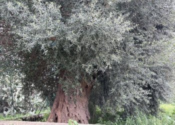 Giardino - Villa C.DA SCALABAGNI
SNC, Canicattini Bagni - photo 22