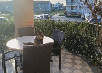 Terrazza - Quadrilocale Rottofreno - foto 3