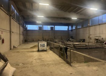 Foto 5 - Capannone Via Venaria, Collegno - foto 5