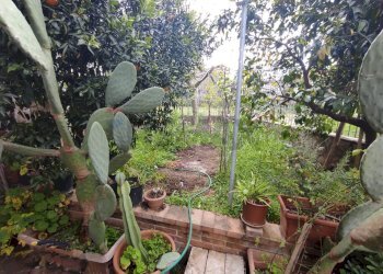 Giardino - Casa semi indipendente Castelvenere - foto 7