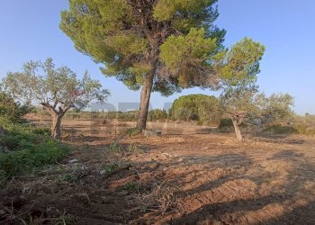 Giardino - Rustic Chiaramonte Gulfi - photo 6