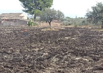 Giardino - Rustic Chiaramonte Gulfi - photo 15
