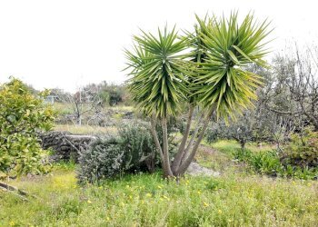 DJI_20260326105427_0030_D.JPG - Terreno agricolo Contrada malvezzaro, Santa Maria di Licodia - foto 1
