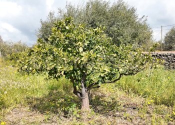 DJI_20260326103704_0001_D.JPG - Terreno agricolo Contrada malvezzaro, Santa Maria di Licodia - foto 2