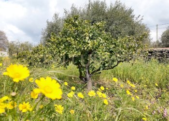 DJI_20260326103713_0002_D.JPG - Terreno agricolo Contrada malvezzaro, Santa Maria di Licodia - foto 3