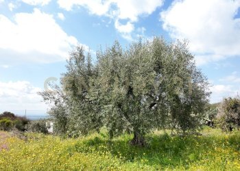 DJI_20260326103805_0003_D.JPG - Terreno agricolo Contrada malvezzaro, Santa Maria di Licodia - foto 4
