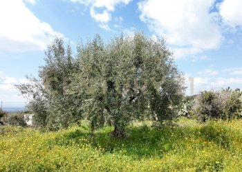 DJI_20260326103815_0004_D.JPG - Terreno agricolo Contrada malvezzaro, Santa Maria di Licodia - foto 5