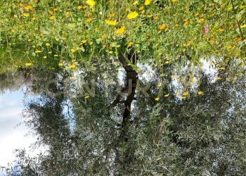 DJI_20260326103843_0005_D.JPG - Terreno agricolo Contrada malvezzaro, Santa Maria di Licodia - foto 6