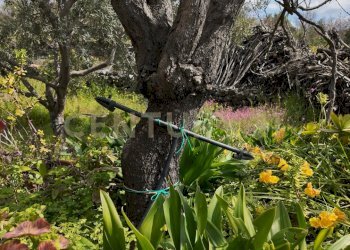 DJI_20260326105310_0027_D.JPG - Terreno agricolo Contrada malvezzaro, Santa Maria di Licodia - foto 17