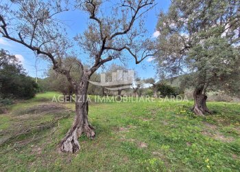 WhatsApp Image 2026-03-25 at 16.15.03.jpeg - Agricultural land Alghero - photo 14