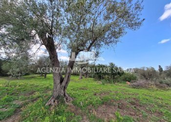 WhatsApp Image 2026-03-25 at 16.15.04.jpeg - Agricultural land Alghero - photo 17