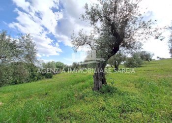 WhatsApp Image 2026-03-25 at 16.15.05.jpeg - Agricultural land Alghero - photo 18