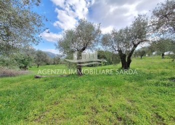 WhatsApp Image 2026-03-25 at 16.15.06 (1).jpeg - Agricultural land Alghero - photo 19