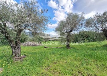 WhatsApp Image 2026-03-25 at 16.15.06.jpeg - Agricultural land Alghero - photo 21