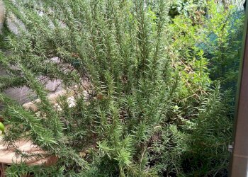 Giardino - Agricultural land via  parisi, Mascali - photo 5