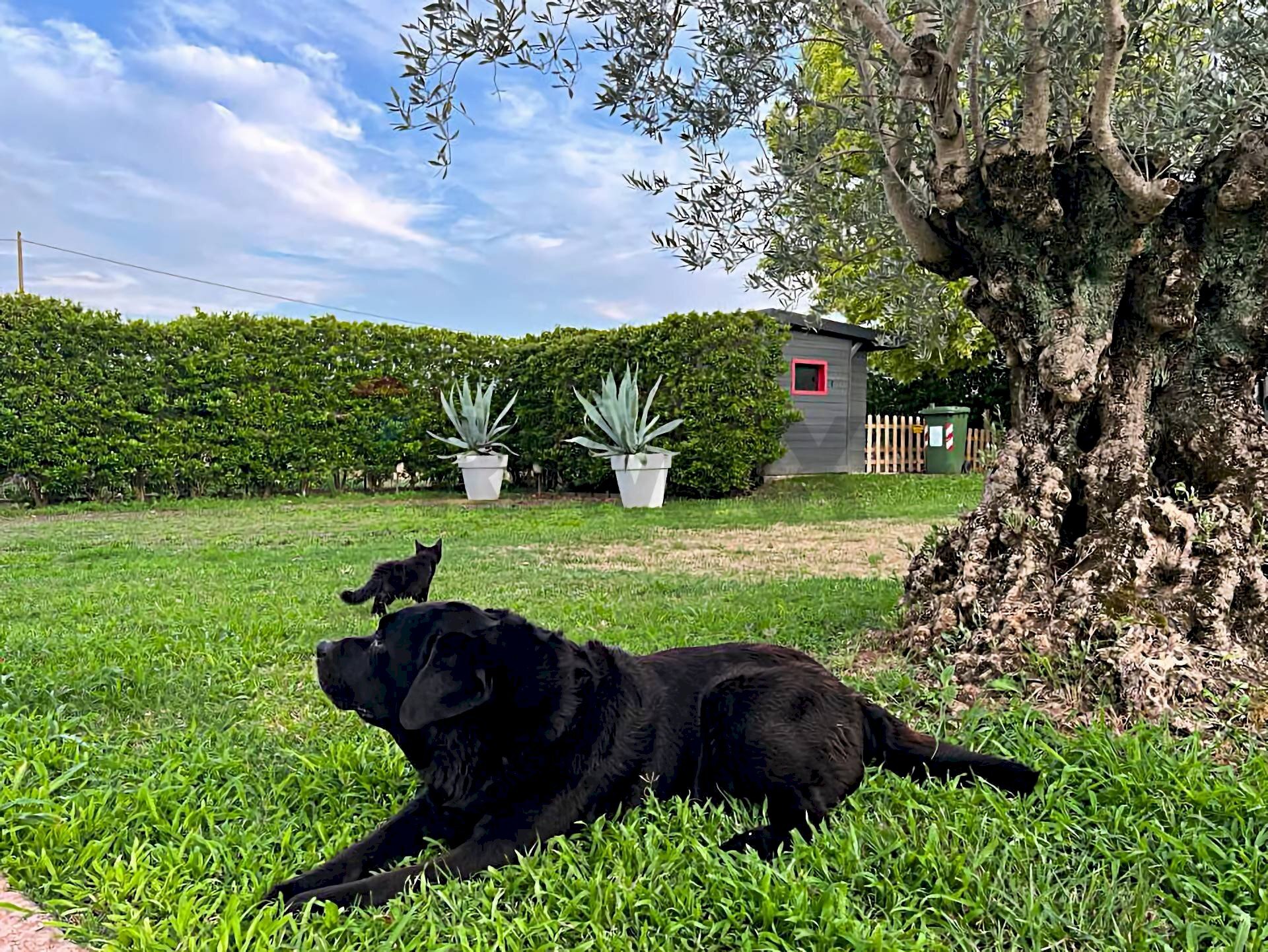 Giardino - Villa Selvazzano Dentro - foto 3