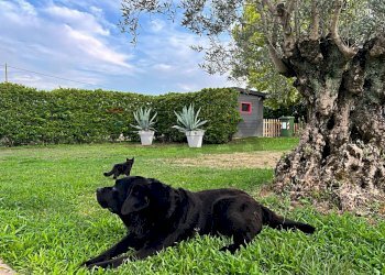 Giardino - Villa Selvazzano Dentro - photo 3