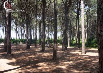 Foto 5 - Three-room apartment Via Marche
 
10, Rosignano Marittimo - photo 5