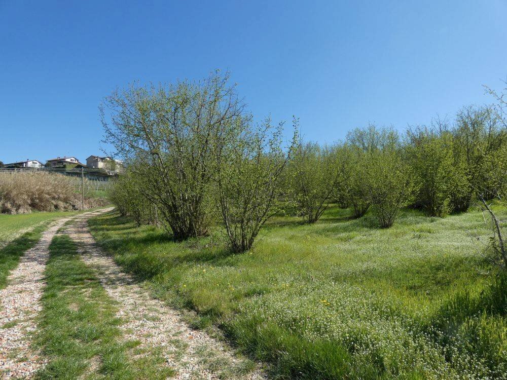 Terreno - Terreno agricolo via Fontanassa, Roddi - foto 1