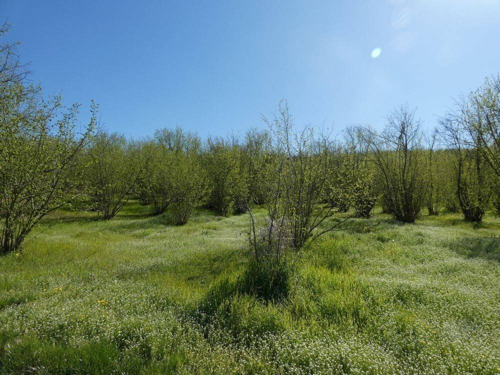 Terreno - Terreno agricolo via Fontanassa, Roddi - foto 2
