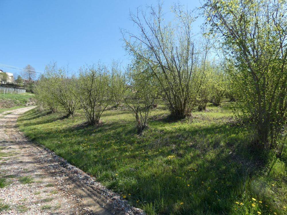 Terreno - Terreno agricolo via Fontanassa, Roddi - foto 3